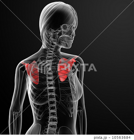 3d render female scapula bone 10563684