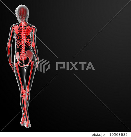 3d render of the female skeleton 10563685