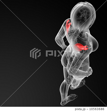 3d render female scapula bone 10563686