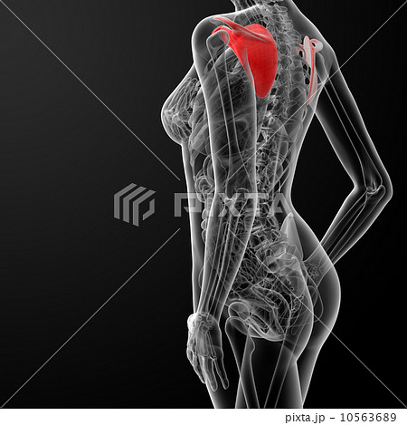 3d render female scapula bone 3d render female scapula bone 10563689