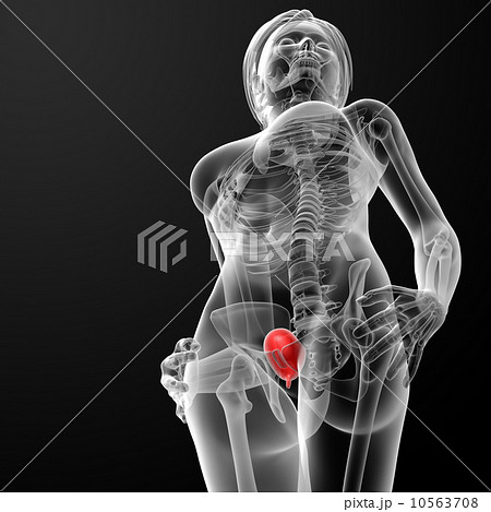 3d render female bladder anatomy x-ray 10563708