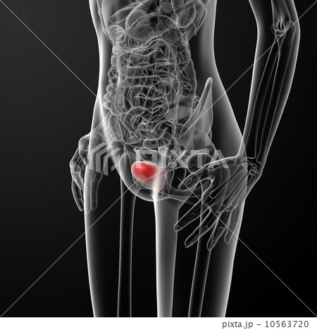 3d render female bladder anatomy x-ray 10563720