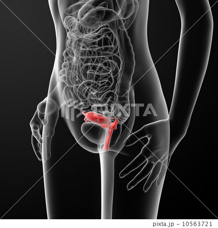 Female Reproductive System 10563721