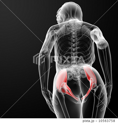 3d render female scapula bone 10563758