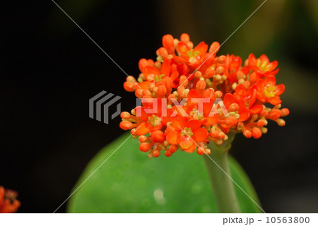 サンゴアブラギリ 10563800