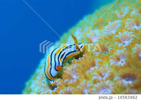 ウミウシ 10563862