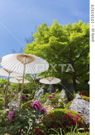 當麻寺奥院の牡丹 10563929