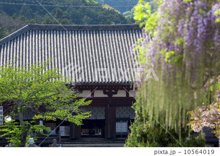 當麻寺の本堂と藤の花 10564019