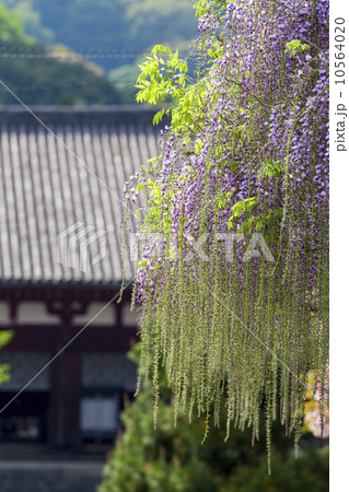 當麻寺の本堂と藤の花 當麻寺の本堂と藤の花 10564020