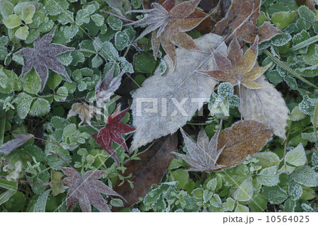 楓の落ち葉に霜　晩秋イメージ 10564025