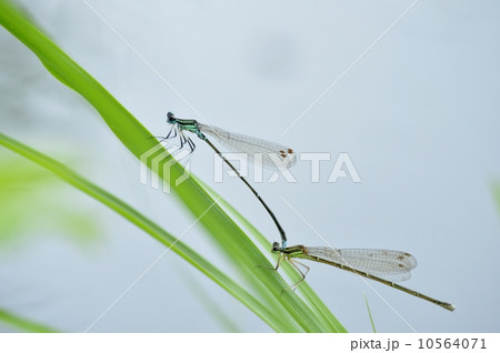 イトトンボのペア 10564071