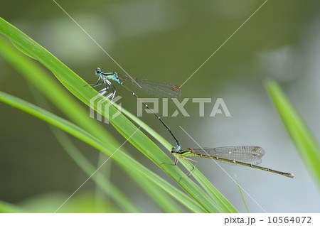 イトトンボのペア 10564072