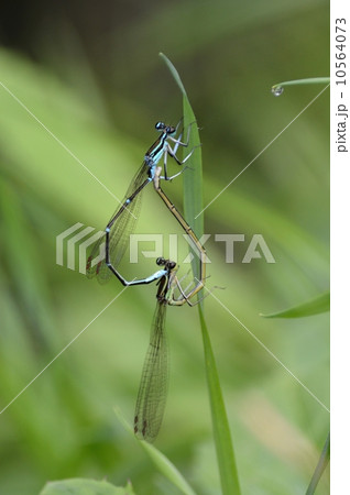 イトトンボのペア イトトンボのペア 10564073