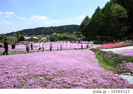 永沢寺の芝桜 永沢寺の芝桜 10564122