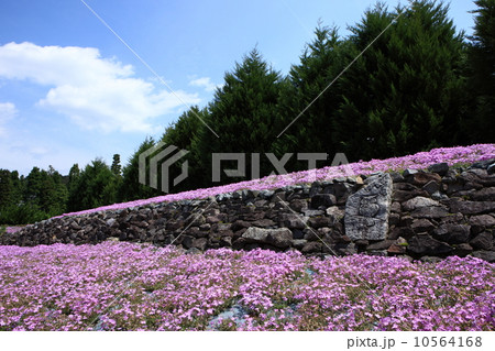 永沢寺の芝桜 10564168