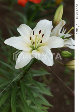 透百合スカシユリ 花が上向きに咲くので人気者です。 透百合スカシユリ 花が上向きに咲くので人気者です。 10564228