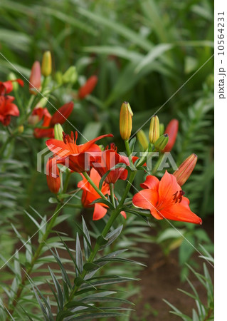 透百合スカシユリ 花が上向きに咲くので人気者です。 透百合スカシユリ 花が上向きに咲くので人気者です。 10564231
