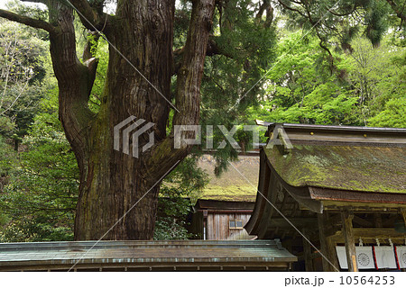 【福井県】若狭姫神社と千年杉 10564253