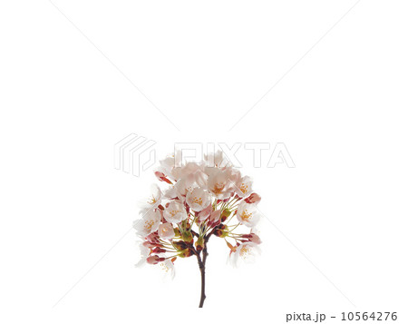 桜 10564276