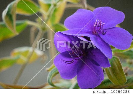 シコンノボタン 10564288