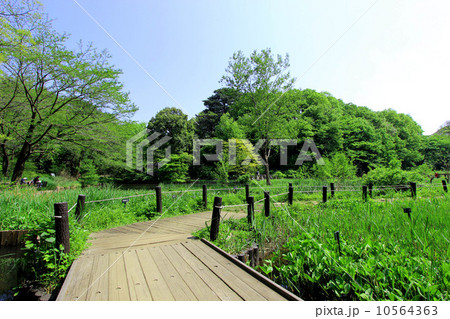 自然教育園 自然教育園 10564363