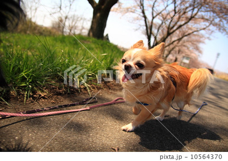 お散歩でゴキゲンなチワワ 10564370