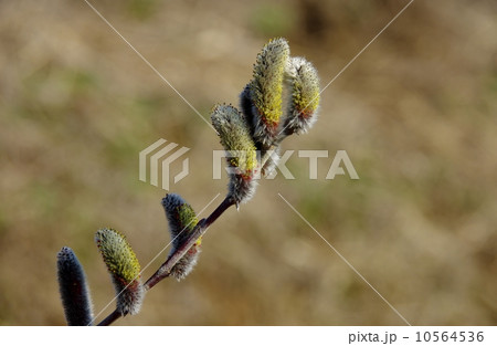 花開く猫柳 ねこやなぎの花 花開く猫柳 ねこやなぎの花 10564536