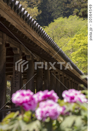 長谷寺の登廊と牡丹 10564549
