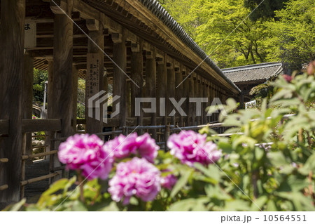 長谷寺の登廊と牡丹 10564551