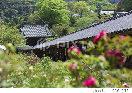 長谷寺の登廊と牡丹 10564555