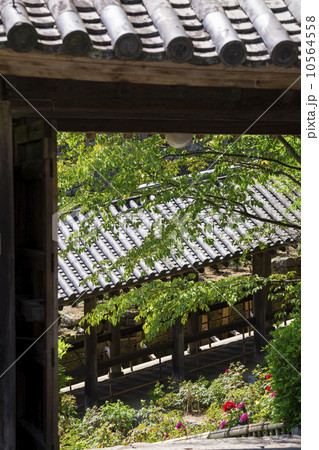 長谷寺の登廊と牡丹 10564558