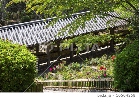 長谷寺の登廊と牡丹 10564559