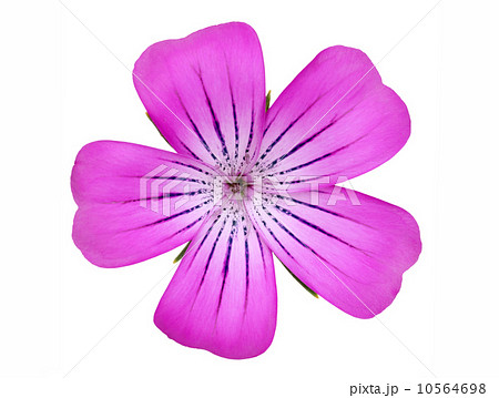 アグロステンマ アグロステンマ 10564698