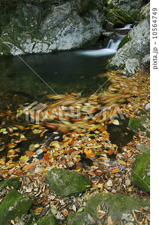 花園渓谷 もみじ色の流れ 清流の淵に渦巻く紅葉の華麗な色の写真素材