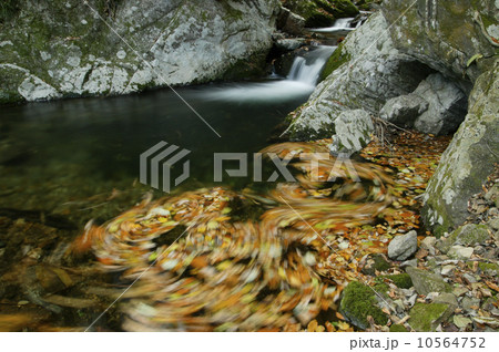 花園渓谷　もみじ色の流れ　清流の淵に渦巻く紅葉の華麗な色 10564752