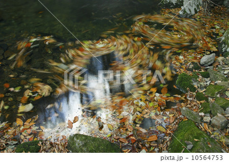 花園渓谷 もみじ色の流れ 清流の淵に渦巻く紅葉の華麗な色の写真素材