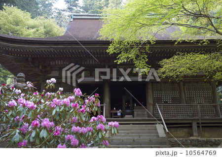 室生寺本堂とシャクナゲ 10564769