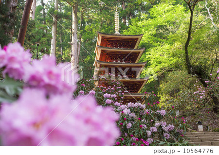 室生寺の五重塔とシャクナゲ 10564776