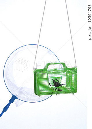 昆虫採集 10564798