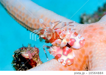 フリソデエビ 10564884