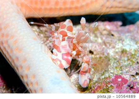 フリソデエビ 10564889