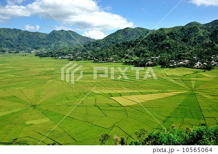 スパイダーウェブ(雲の巣状田園) スパイダーウェブ(雲の巣状田園) 10565064