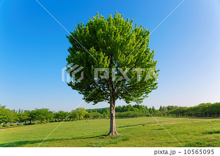 みさと公園の草原の大きなトウカエデの若葉と新緑 10565095