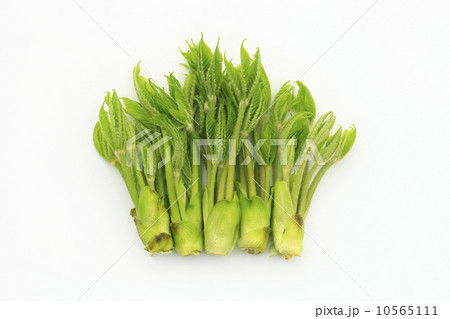 コシアブラ 10565111