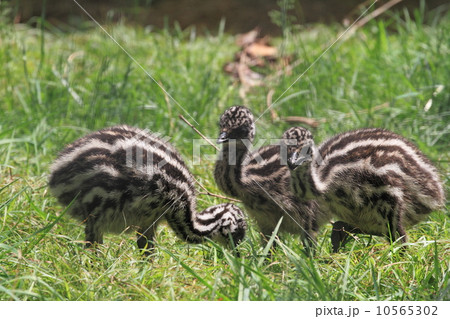 エミューの赤ちゃん エミューの赤ちゃん 10565302