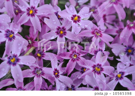 雨にぬれる紫の芝桜 雨にぬれる紫の芝桜 10565398