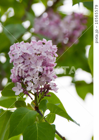 ライラック　 10565579