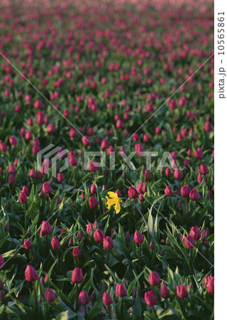 Field of red tulips flowering, and a single yellow daffodil. 10565861
