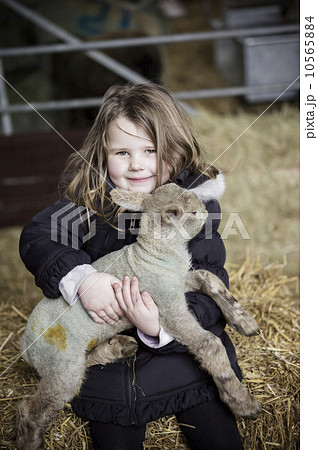 Children and newborn lambs in a lambing shed. 10565884