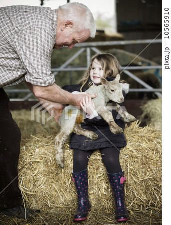 Children and newborn lambs in a lambing shed. Children and newborn lambs in a lambing shed. 10565910
